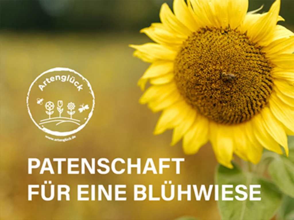 AH Reimers Startseite News Patenschaft Blühwiese Sonnenblume